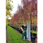 Fraxinus oxycarpa 'Raywoodii' | Claret Ash gallery detail image