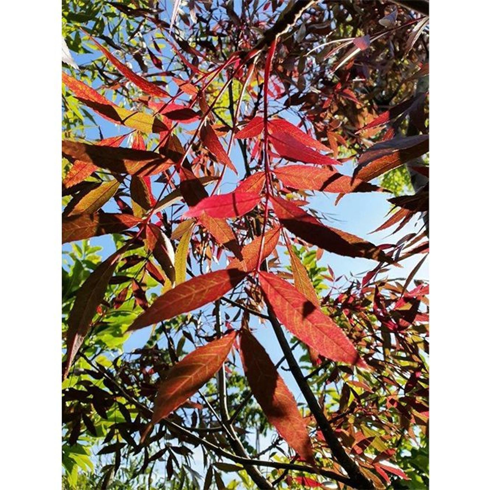 Fraxinus oxycarpa 'Raywoodii' | Claret Ash gallery detail image