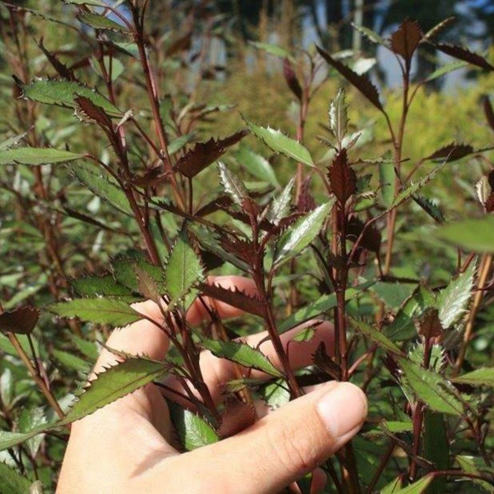 Hoheria sexstylosa 'Purple Lace' | Native Lacebark gallery detail image