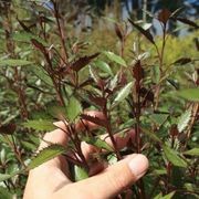 Hoheria sexstylosa 'Purple Lace' | Native Lacebark gallery detail image