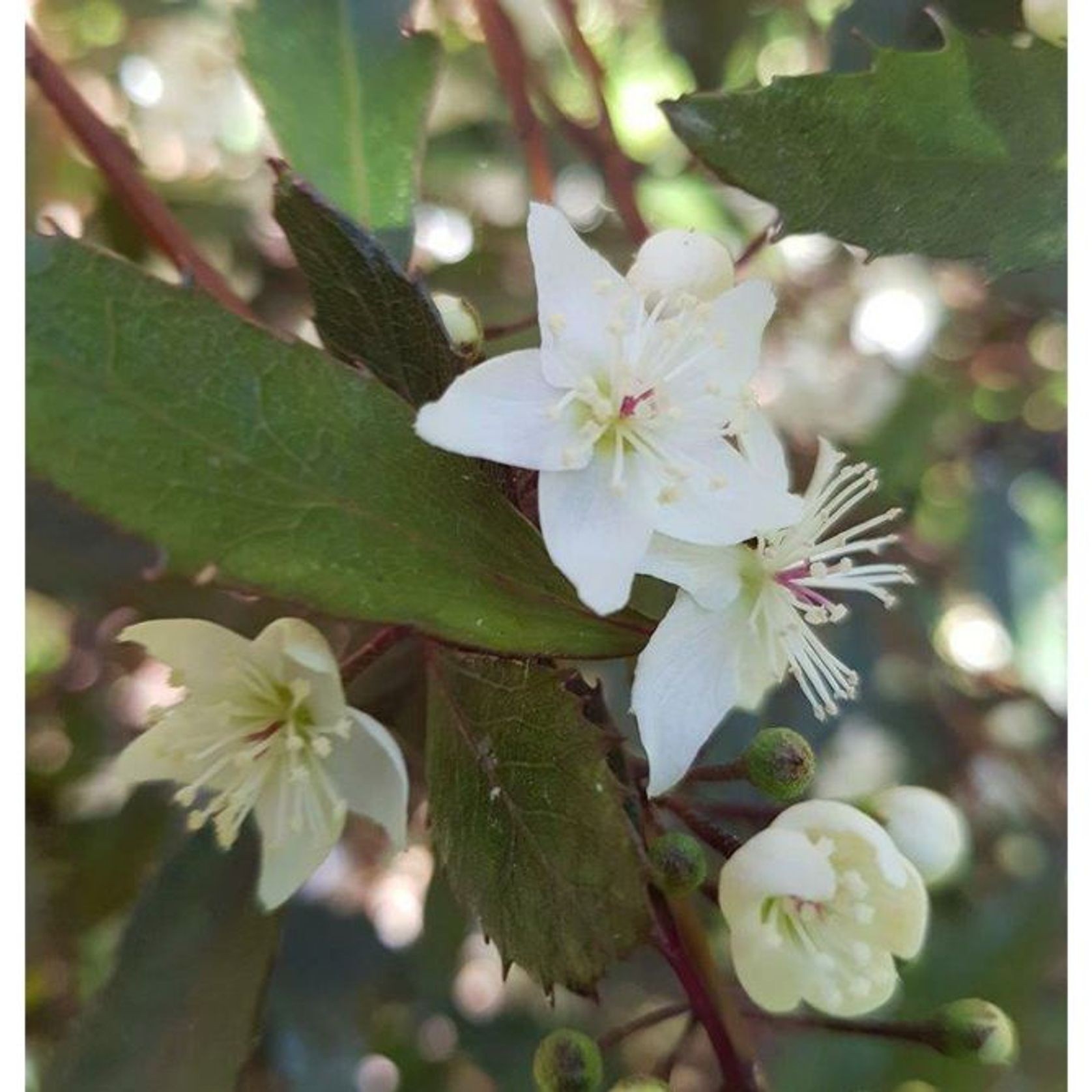 Hoheria sexstylosa 'Purple Lace' | Native Lacebark gallery detail image