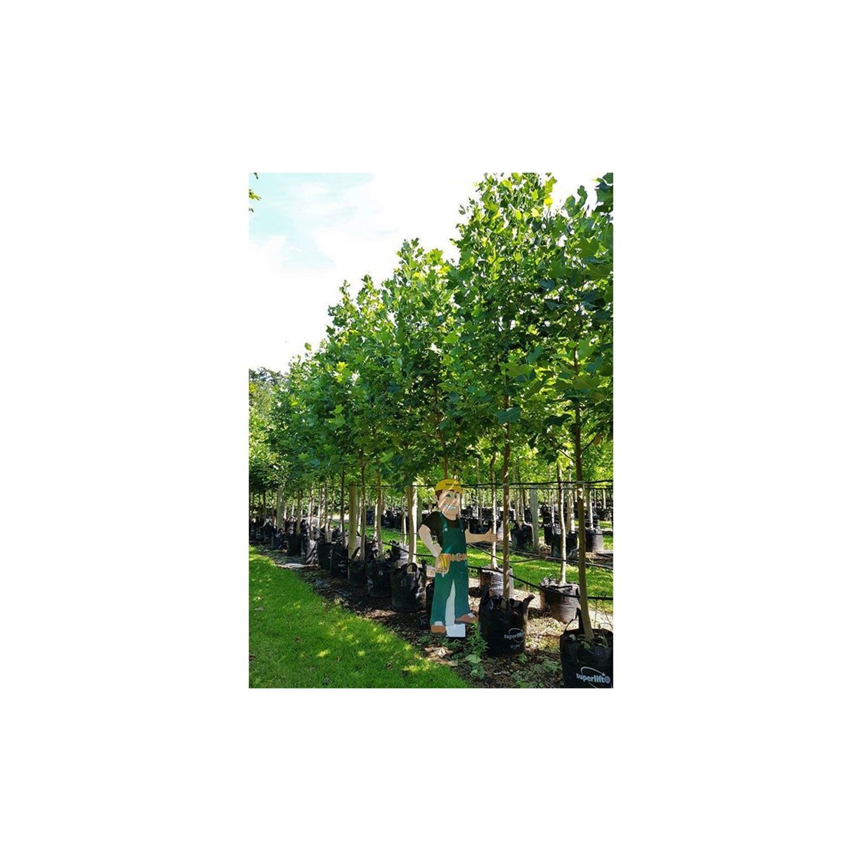 Liriodendron tulipifera | Tulip Tree gallery detail image