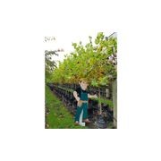 Liriodendron tulipifera | Tulip Tree gallery detail image