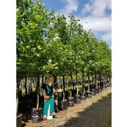 Liriodendron tulipifera | Tulip Tree gallery detail image