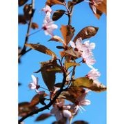 Prunus cerasifera 'Thundercloud' | Purple Flowering Plum gallery detail image