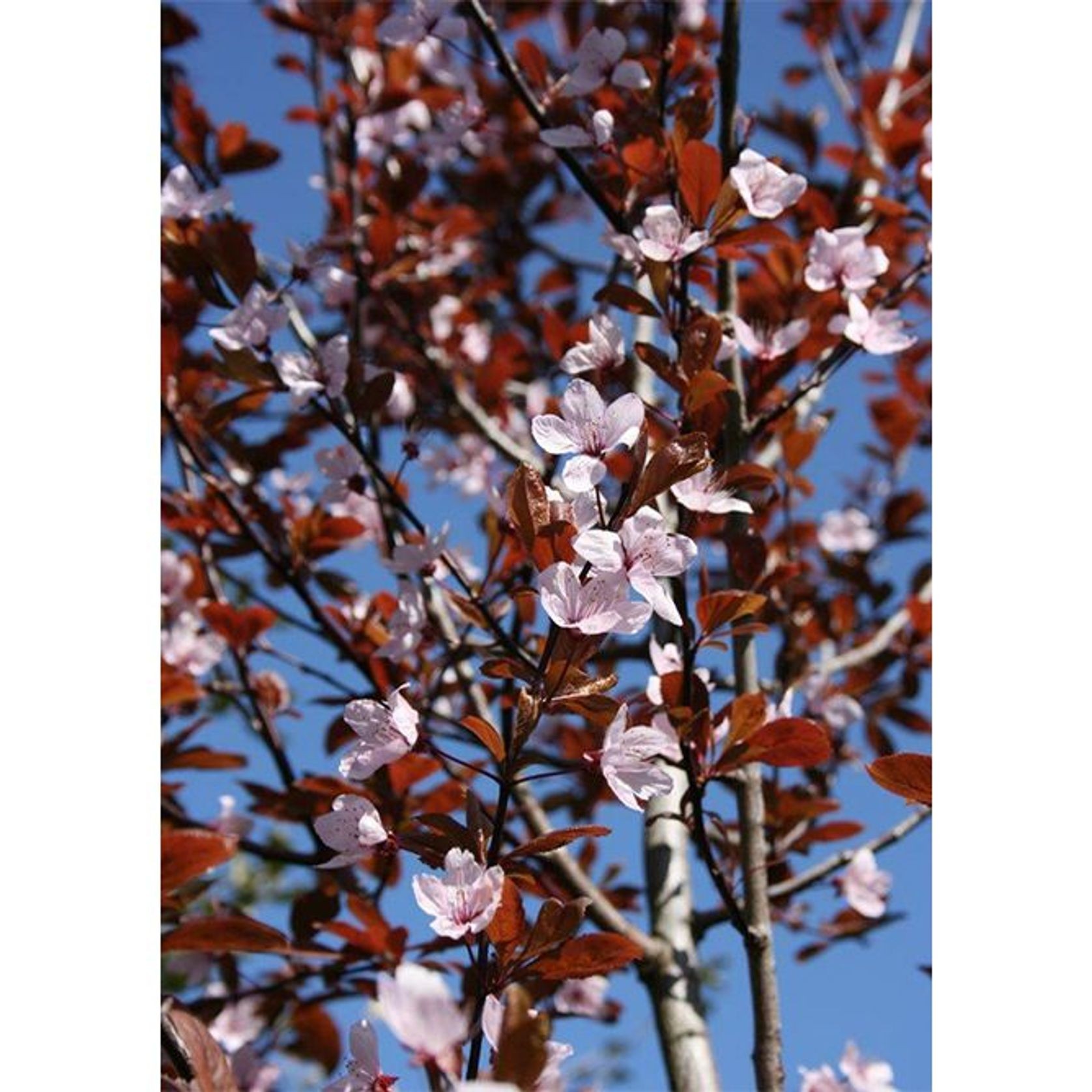 Prunus cerasifera 'Thundercloud' | Purple Flowering Plum gallery detail image