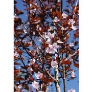 Prunus cerasifera 'Thundercloud' | Purple Flowering Plum gallery detail image