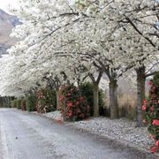 Prunus serrulata 'Shirotae' | Mount Fuji Cherry gallery detail image