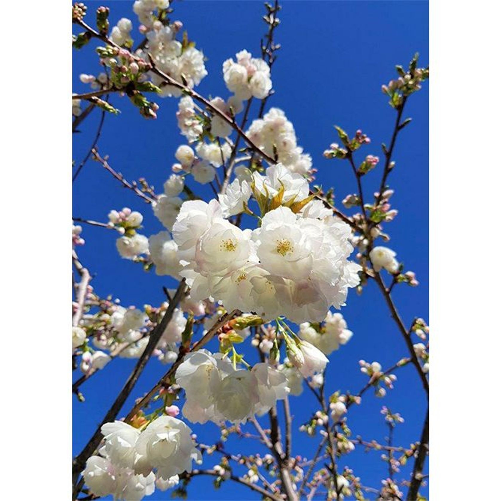 Prunus serrulata 'Shirotae' | Mount Fuji Cherry gallery detail image