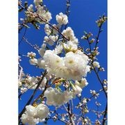 Prunus serrulata 'Shirotae' | Mount Fuji Cherry gallery detail image