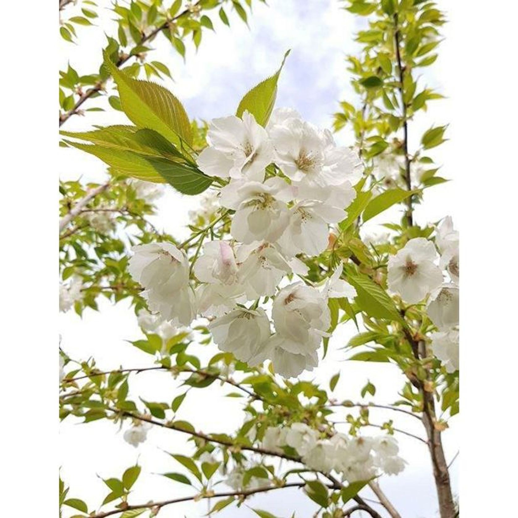 Prunus serrulata 'Shirotae' | Mount Fuji Cherry gallery detail image