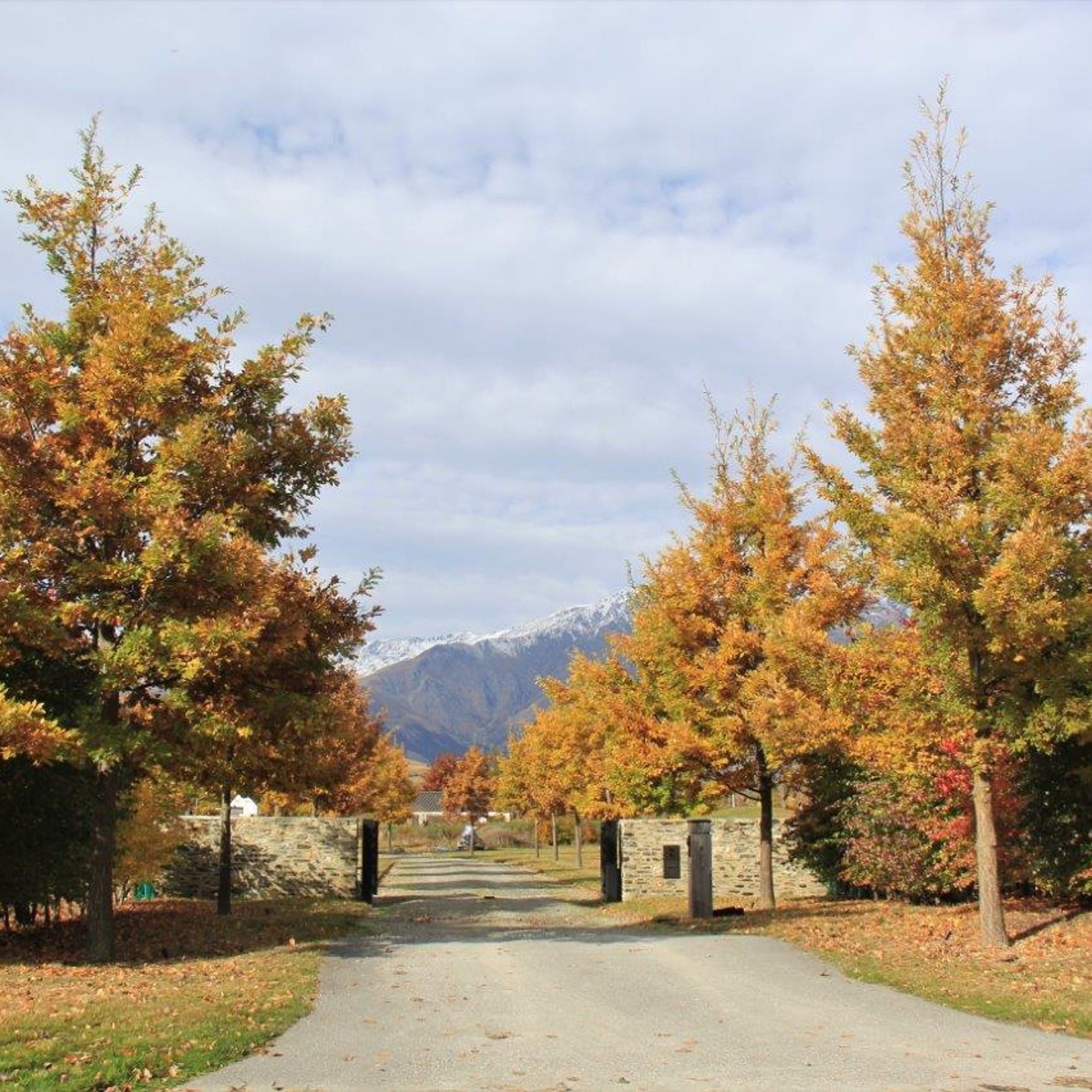 Quercus cerris | Turkey Oak gallery detail image