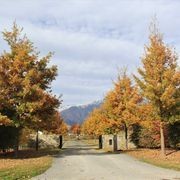 Quercus cerris | Turkey Oak gallery detail image