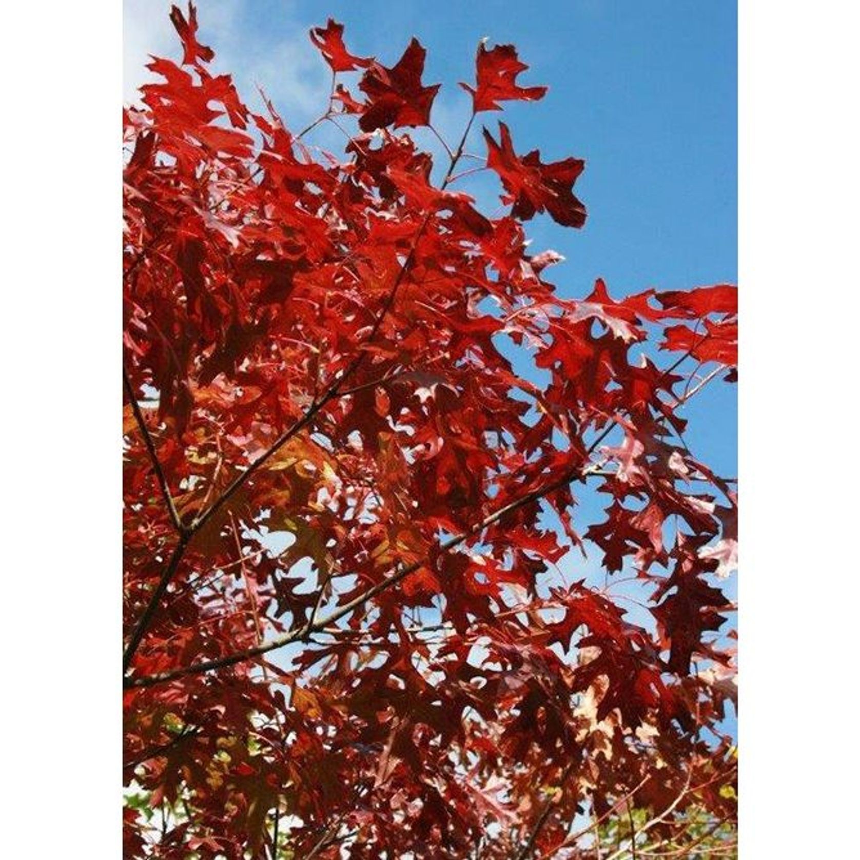 Quercus coccinea | Scarlet Oak gallery detail image
