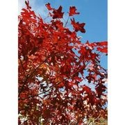 Quercus coccinea | Scarlet Oak gallery detail image