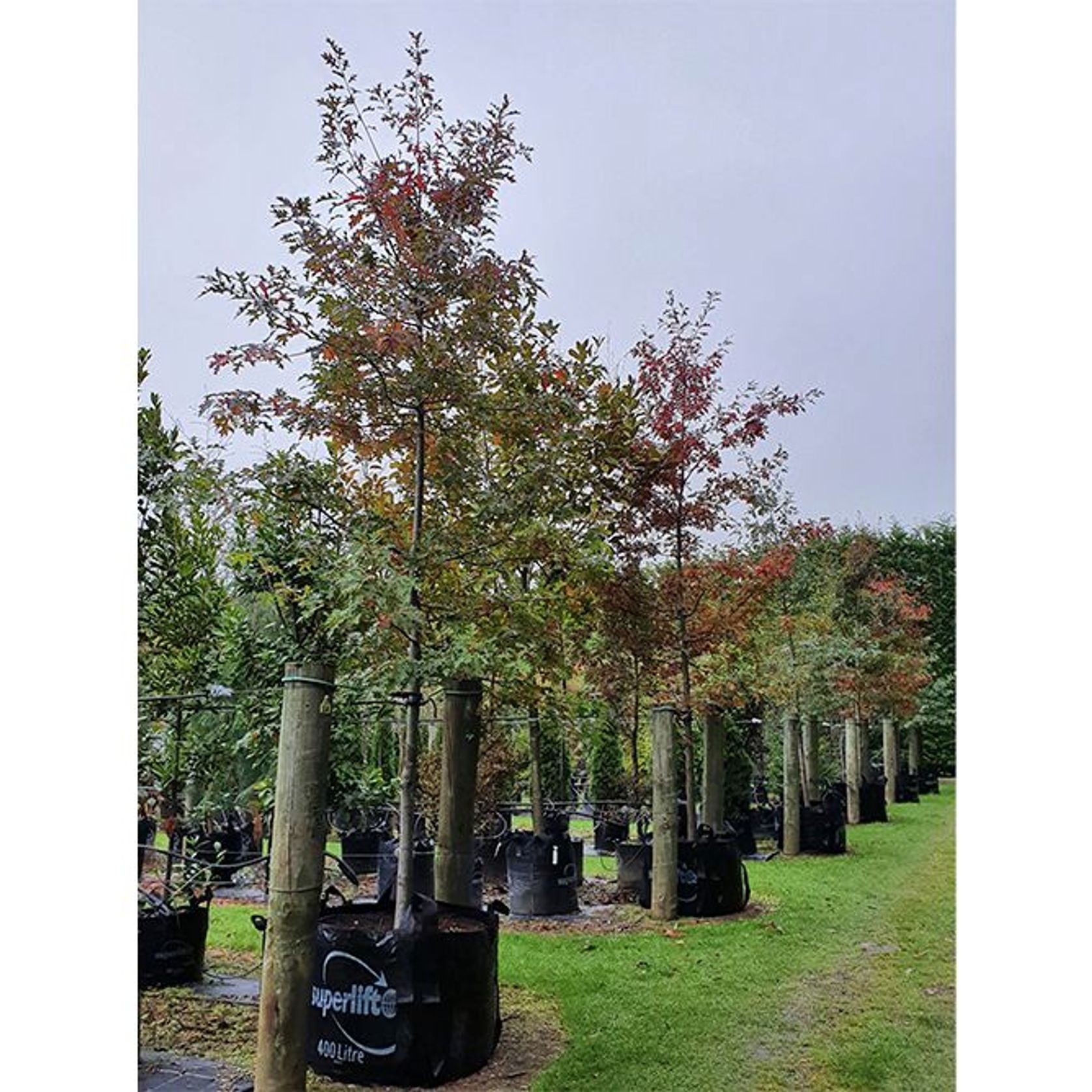 Quercus coccinea | Scarlet Oak gallery detail image