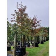 Quercus coccinea | Scarlet Oak gallery detail image