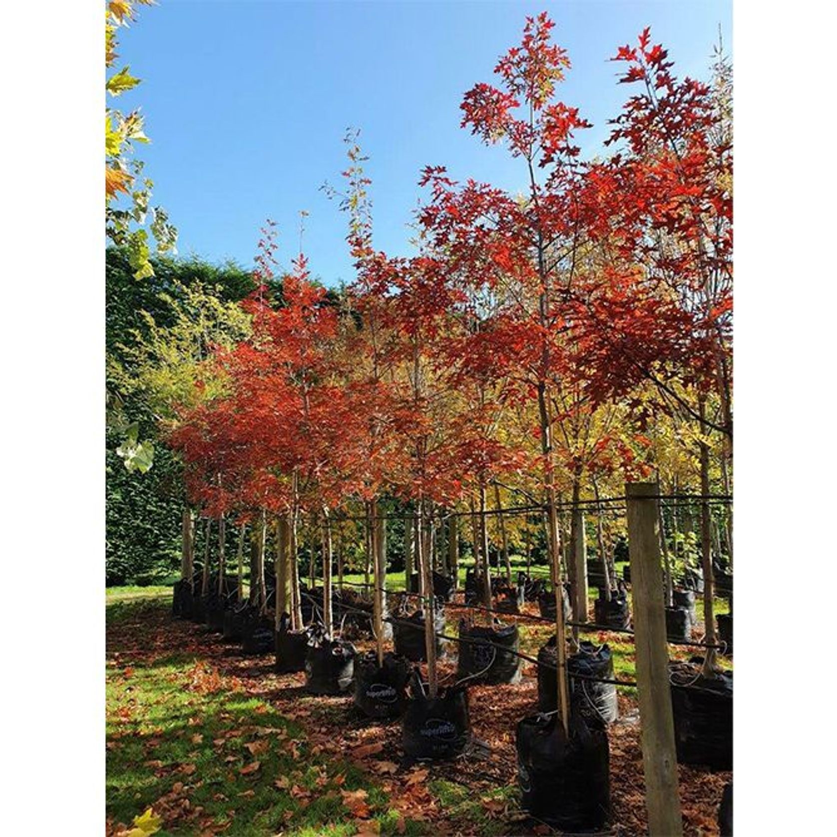 Quercus coccinea | Scarlet Oak gallery detail image