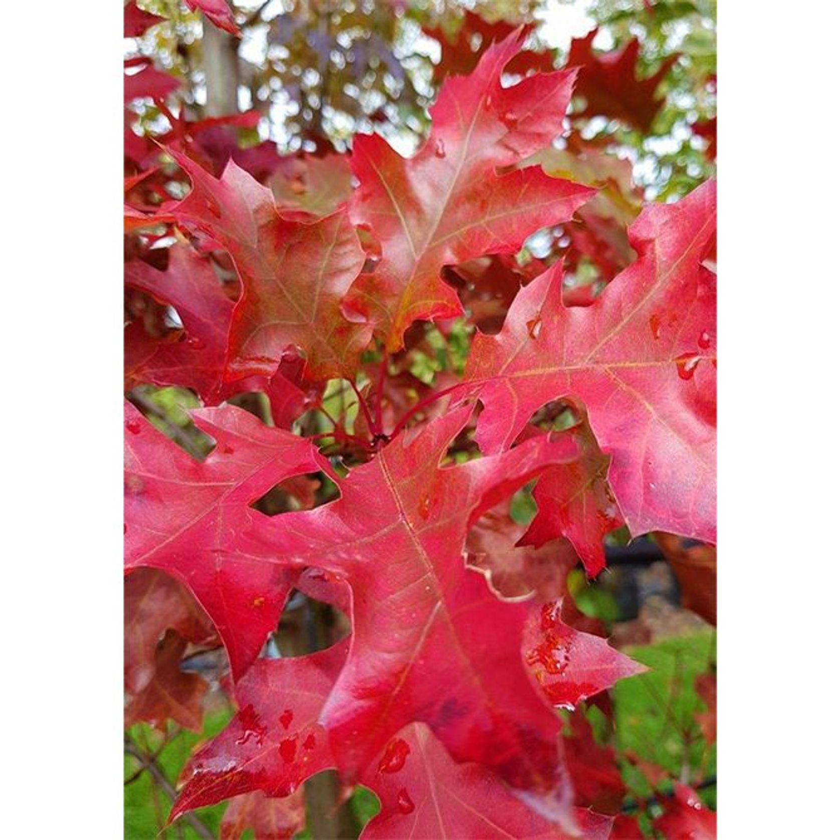 Quercus coccinea | Scarlet Oak gallery detail image