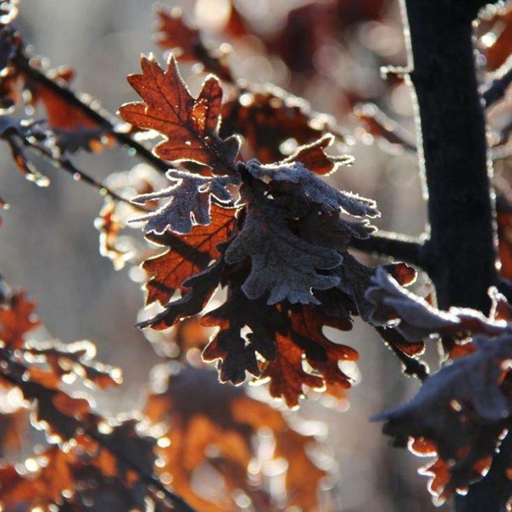 Quercus robur | English Oak gallery detail image