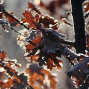 Quercus robur | English Oak gallery detail image