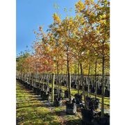 Quercus robur | English Oak gallery detail image