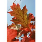 Quercus rubra | Red Oak gallery detail image