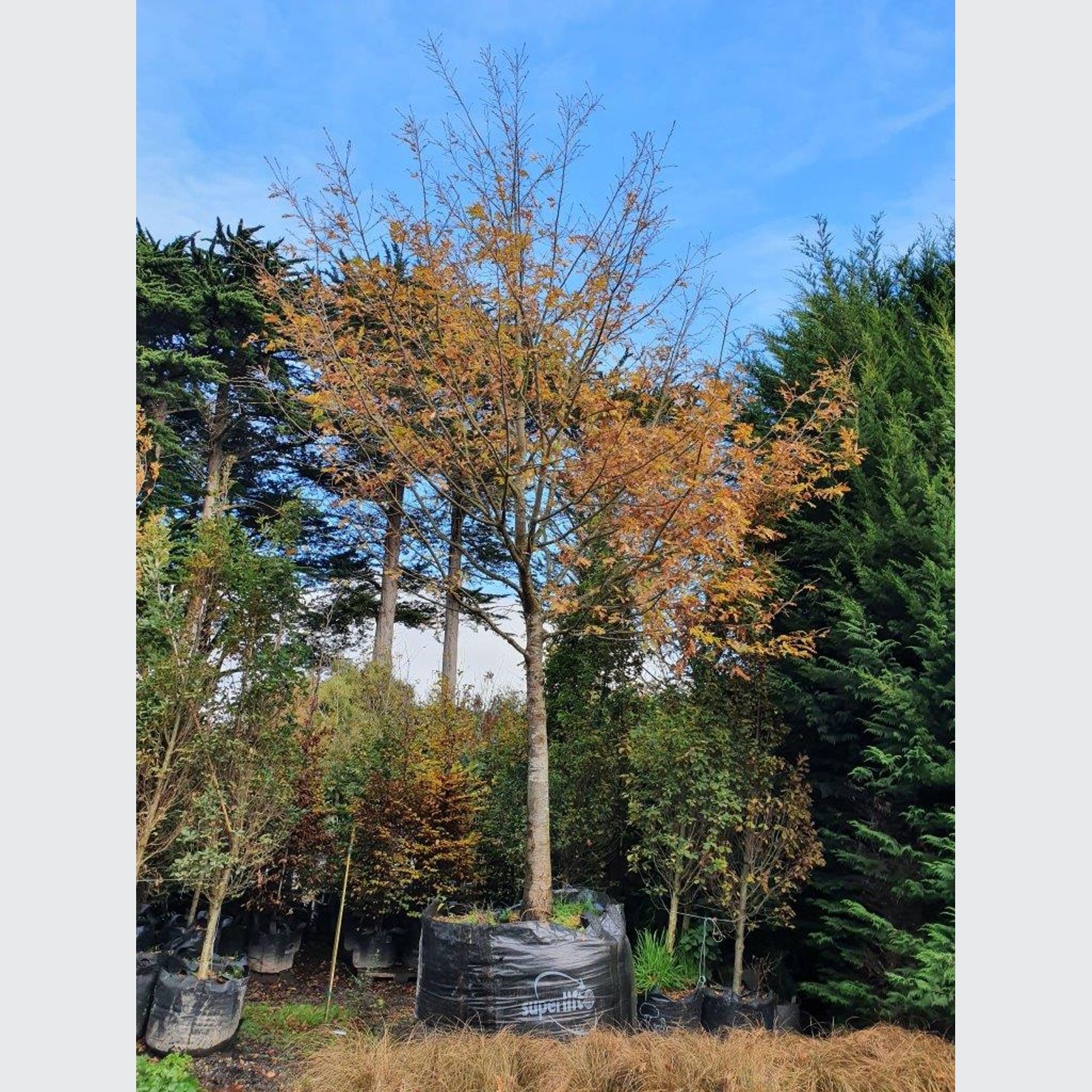 Quercus cerris | Turkey Oak gallery detail image