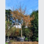 Quercus cerris | Turkey Oak gallery detail image