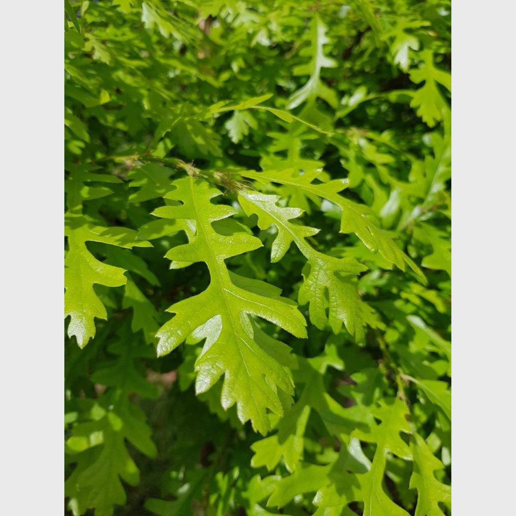 Quercus cerris | Turkey Oak gallery detail image