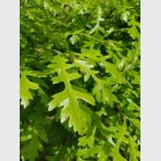 Quercus cerris | Turkey Oak gallery detail image