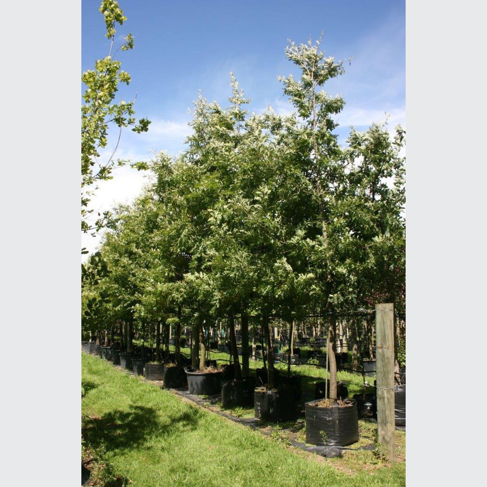 Quercus cerris | Turkey Oak gallery detail image