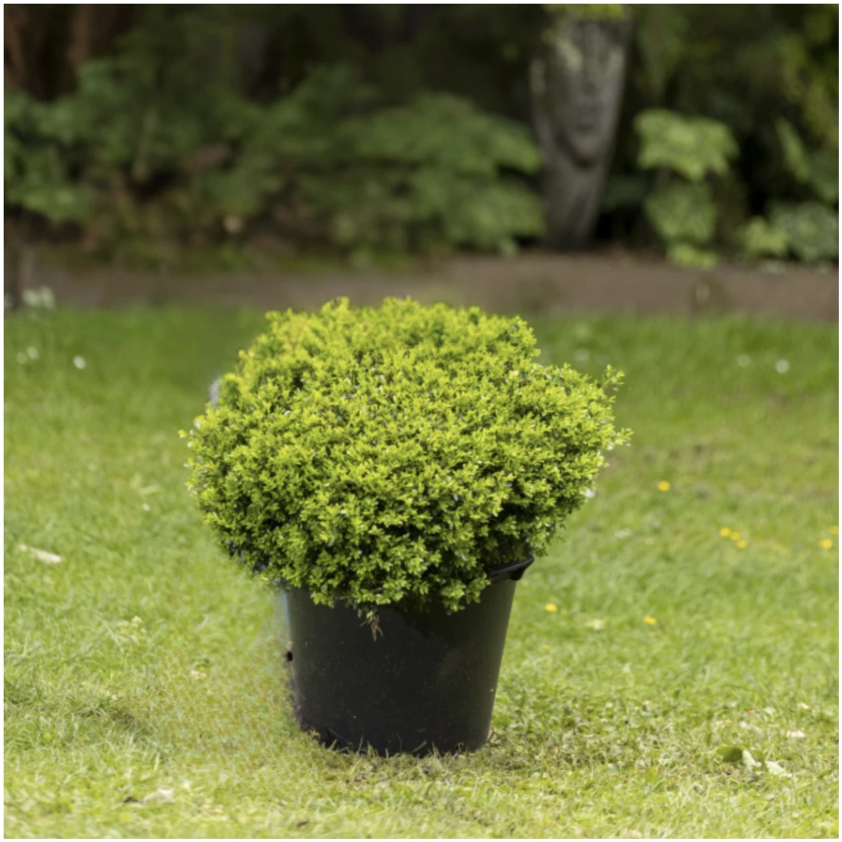 Buxus Koreana - 012 gallery detail image