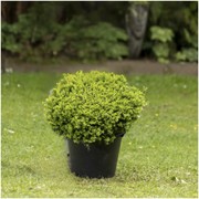 Buxus Koreana - 012 gallery detail image