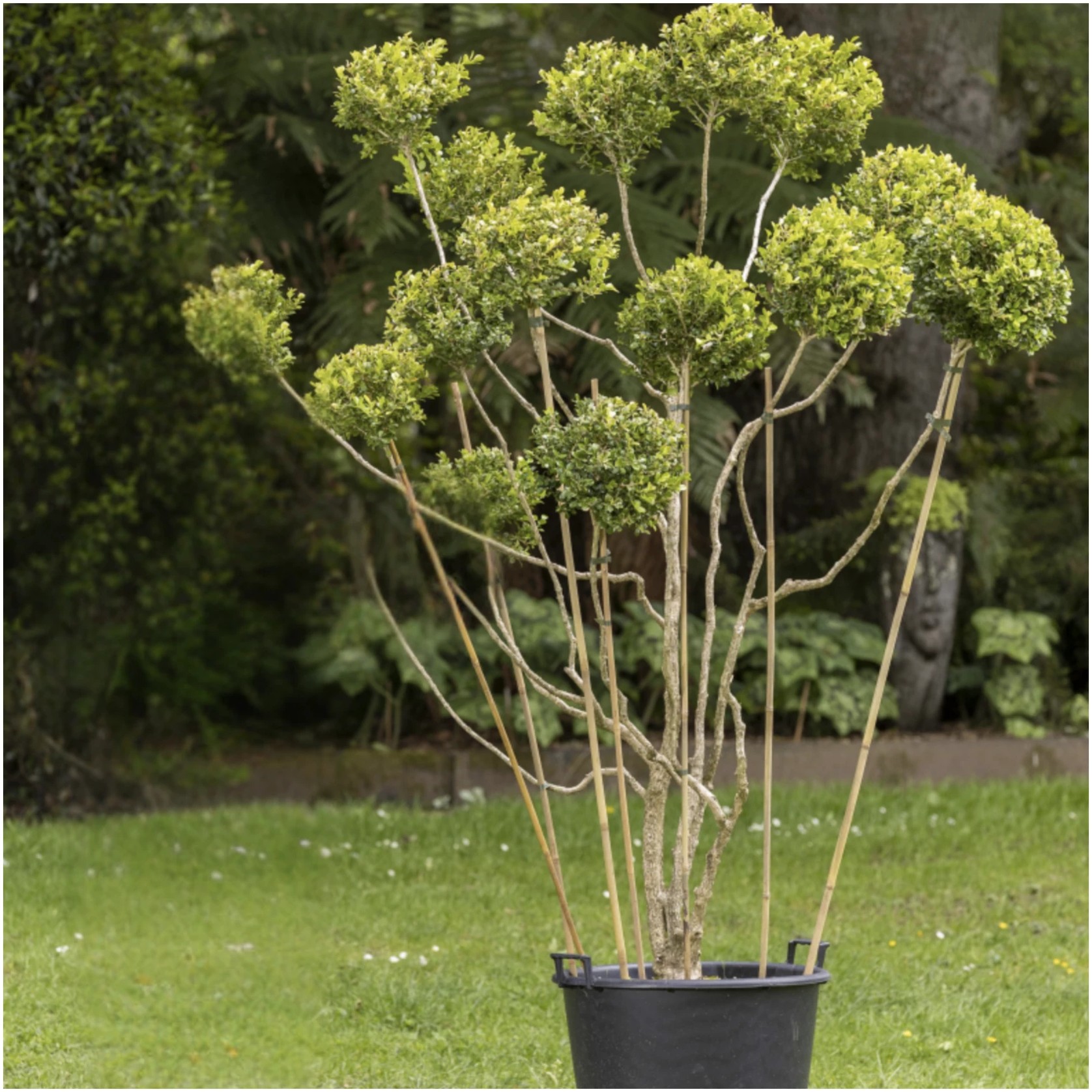 Buxus Microphylla – 246 gallery detail image