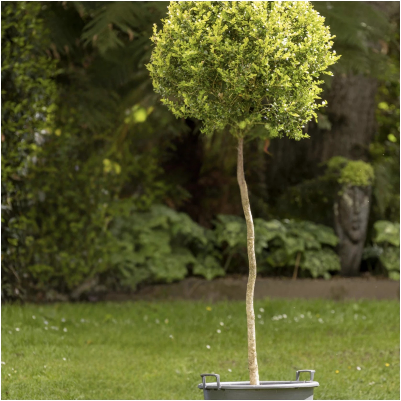 Buxus Microphylla – 254 gallery detail image