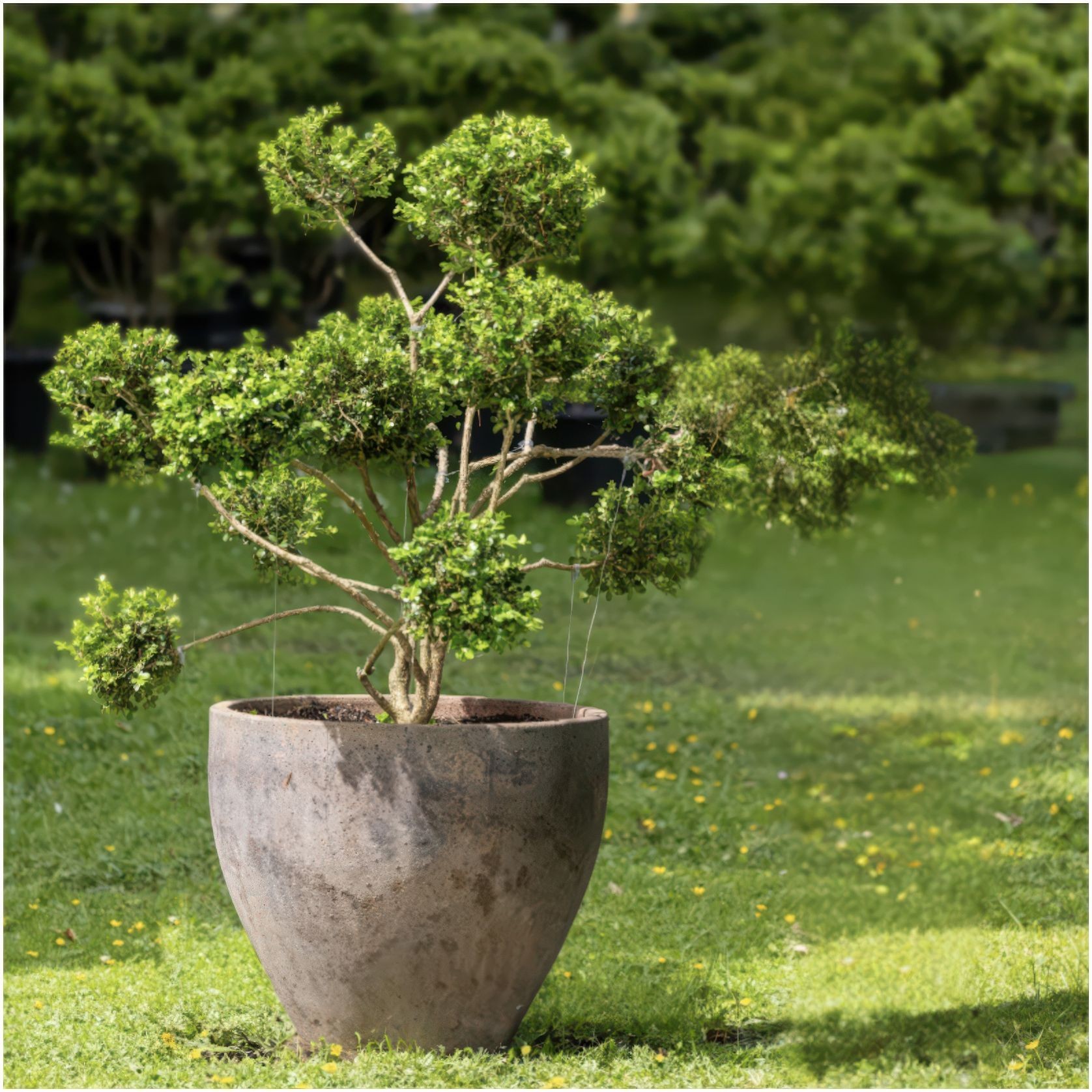 Buxus Microphylla w/ Pot – 3673 gallery detail image