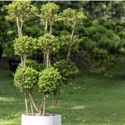 Buxus Microphylla w/ Pot – 3691 gallery detail image