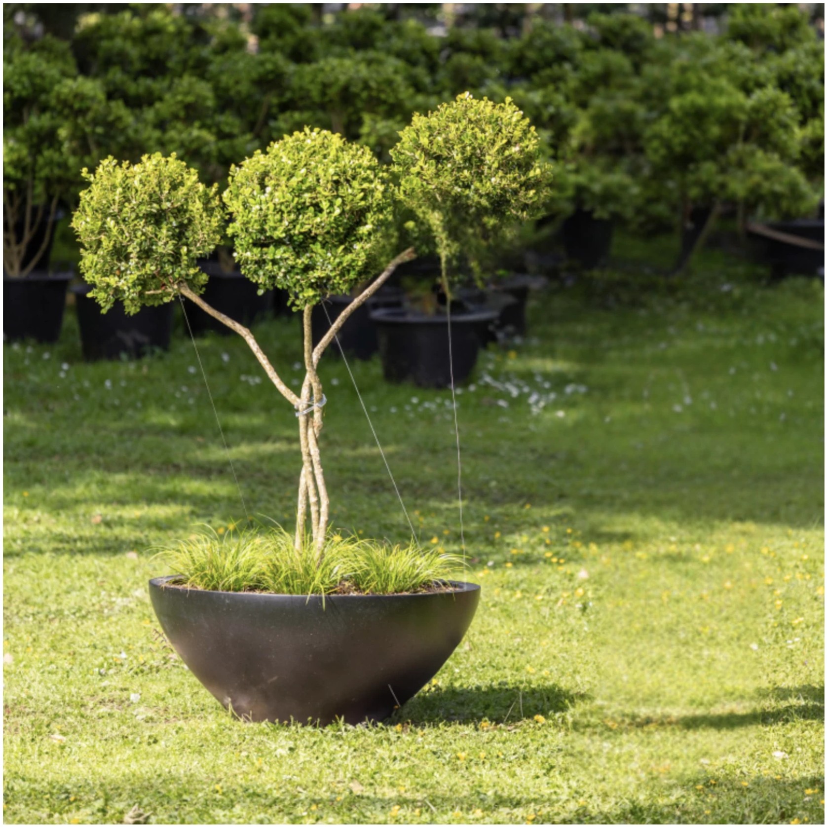 Buxus Microphylla w/ Pot – 3699 gallery detail image