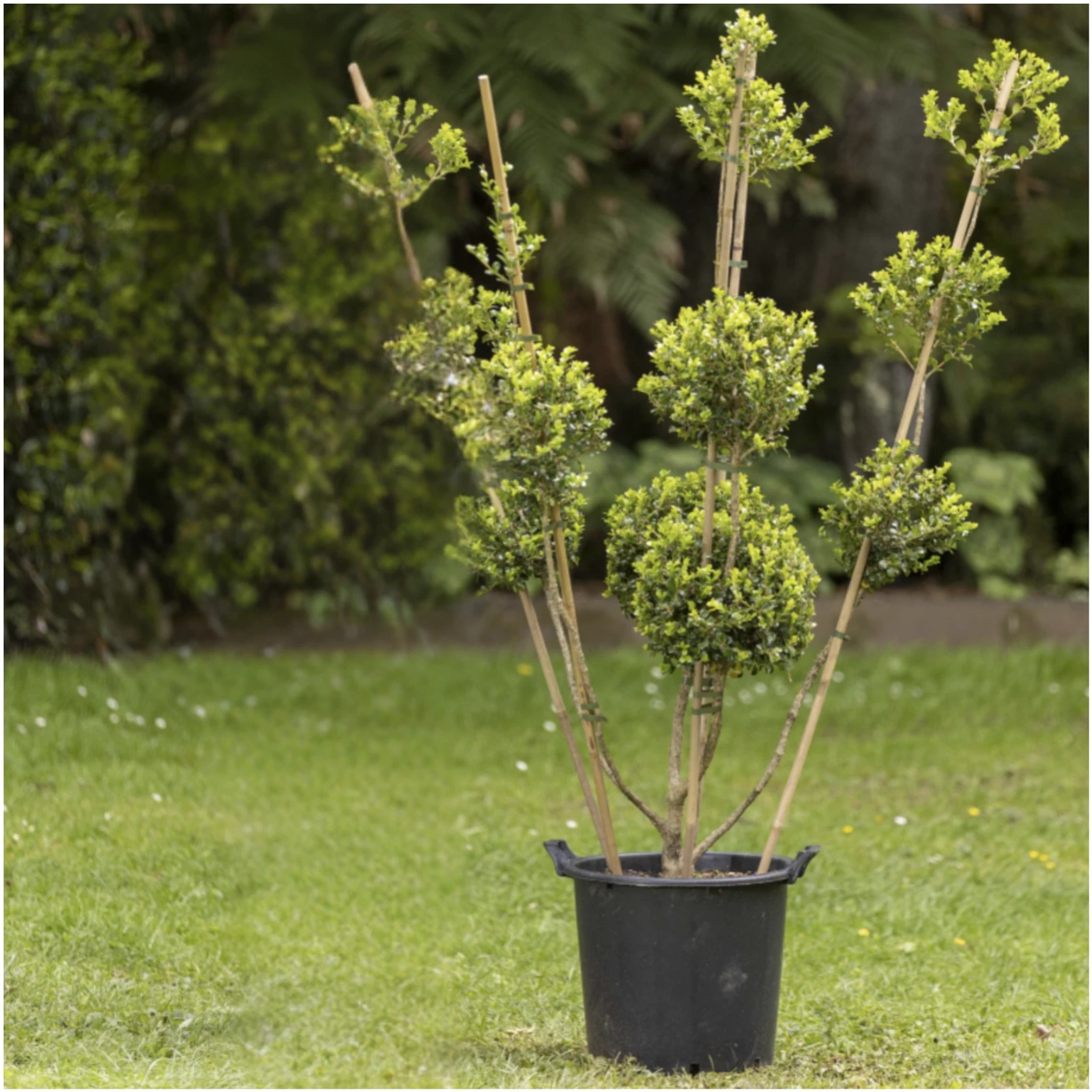 Buxus Microphylla – 396 gallery detail image
