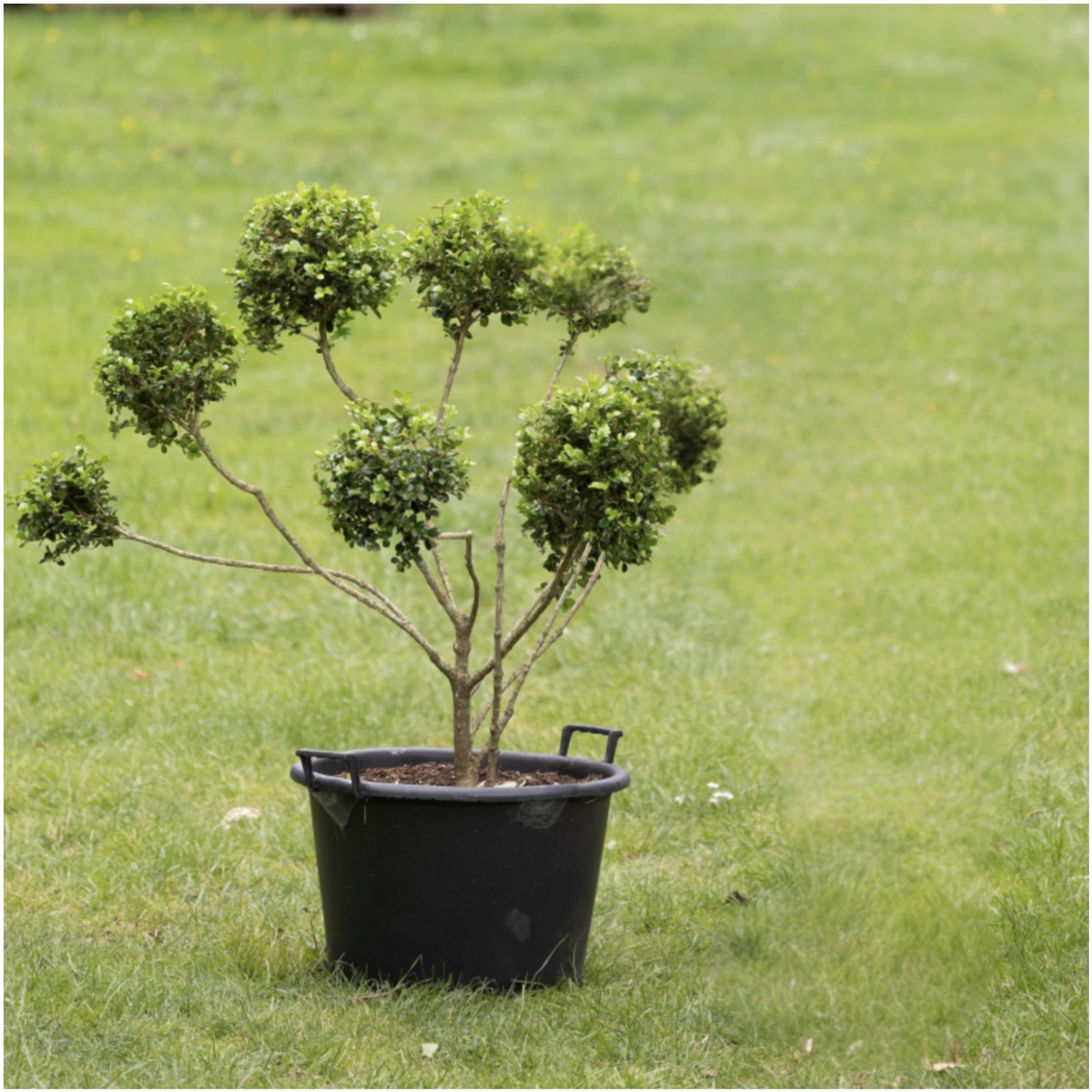 Buxus Microphylla – 402 gallery detail image