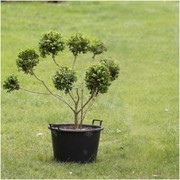 Buxus Microphylla – 402 gallery detail image