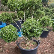 Buxus Microphylla gallery detail image