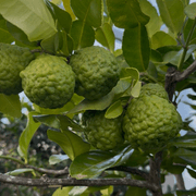 Citrus Kaffir Limes gallery detail image