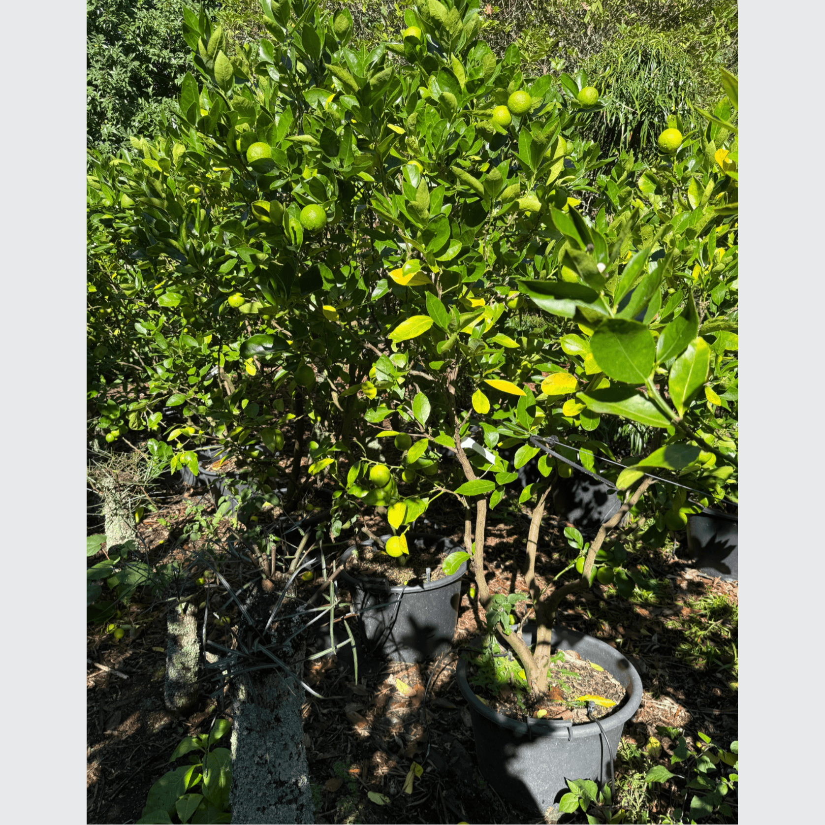 Citrus Bearrs Lime gallery detail image