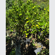 Citrus Bearrs Lime gallery detail image