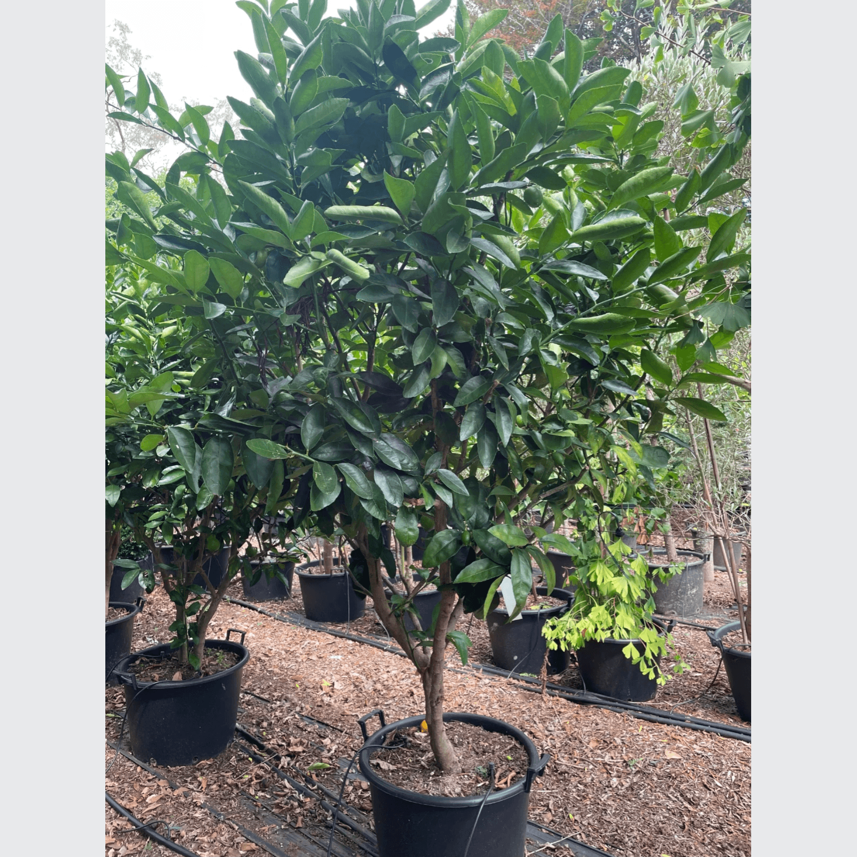 Citrus Bearrs Lime Large gallery detail image