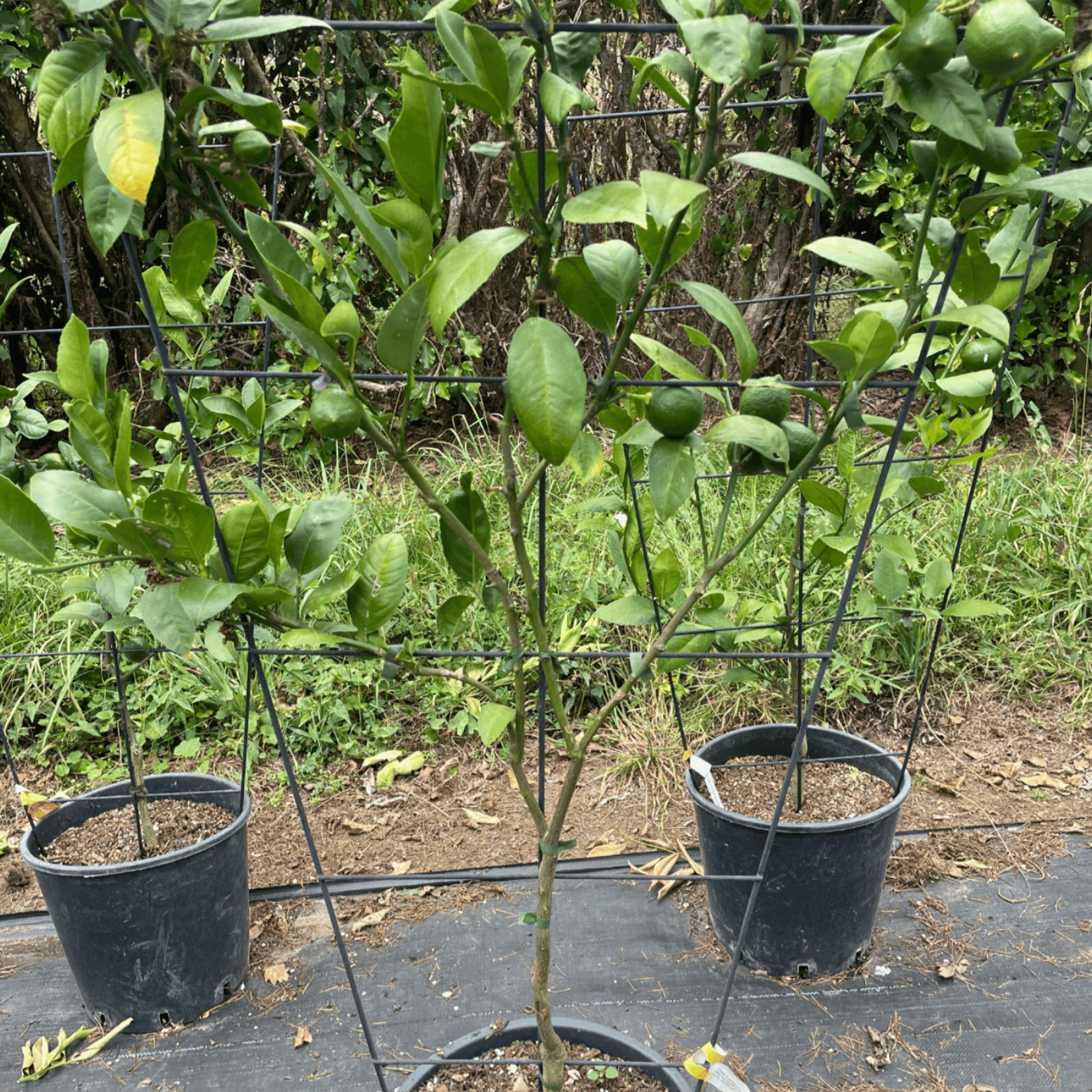 Citrus Meyer Lemon – Espaliered gallery detail image