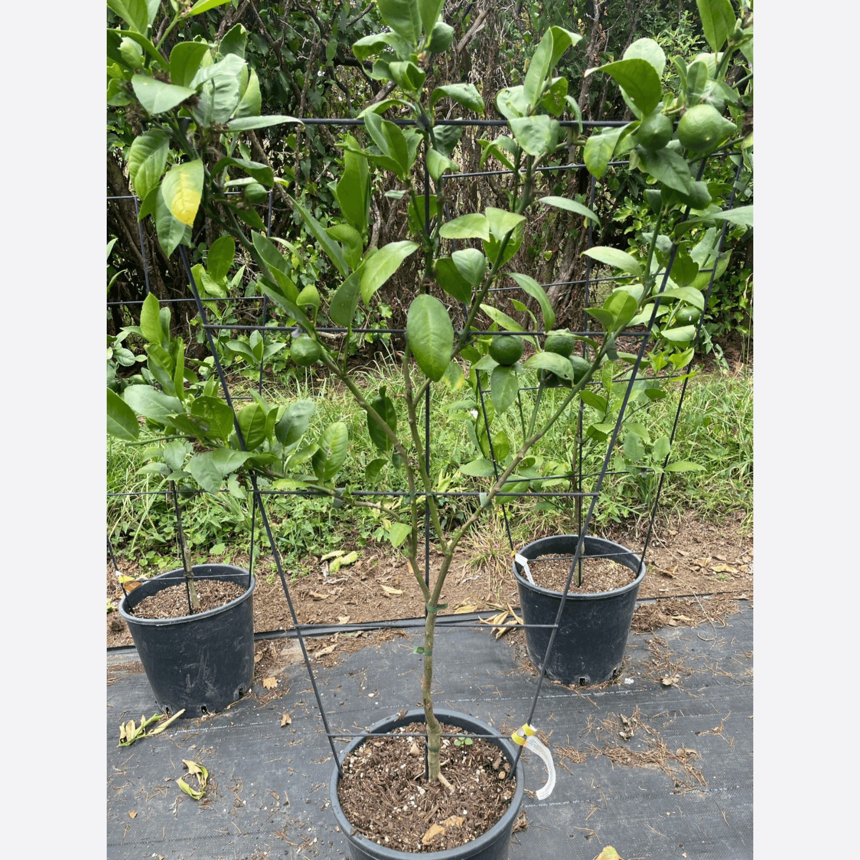 Citrus Meyer Lemon – Espaliered gallery detail image