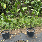 Citrus Meyer Lemon – Espaliered gallery detail image